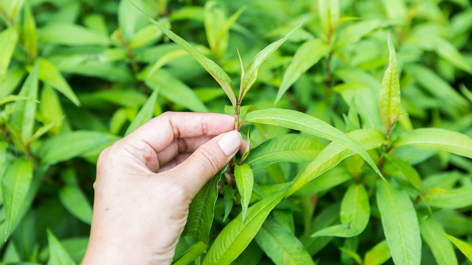Hand holding freshly picked Vietnamese coriander stalk in the herb garden.
