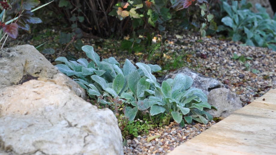 How to Plant, Grow, and Care For Lamb’s Ear Plants