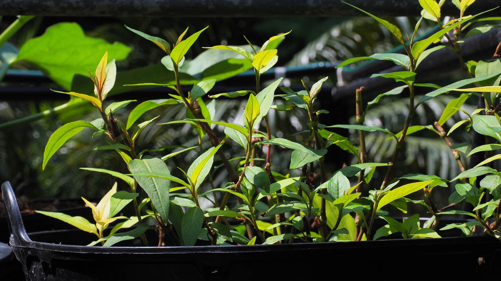 Vietnamese coriander plants in large black bucket in full sun in the garden.