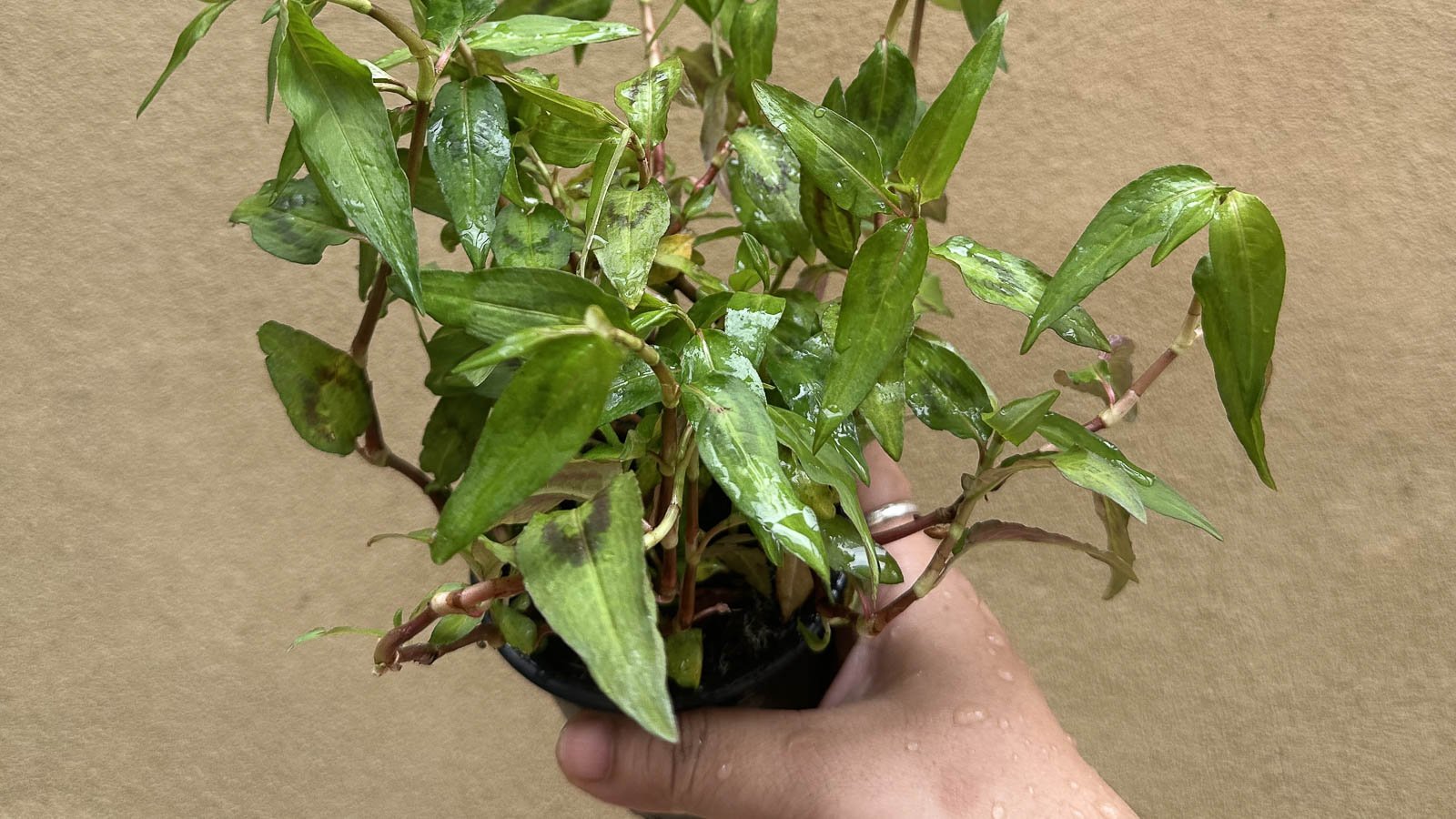 Small pot of Vietnamese coriander with green leaves.