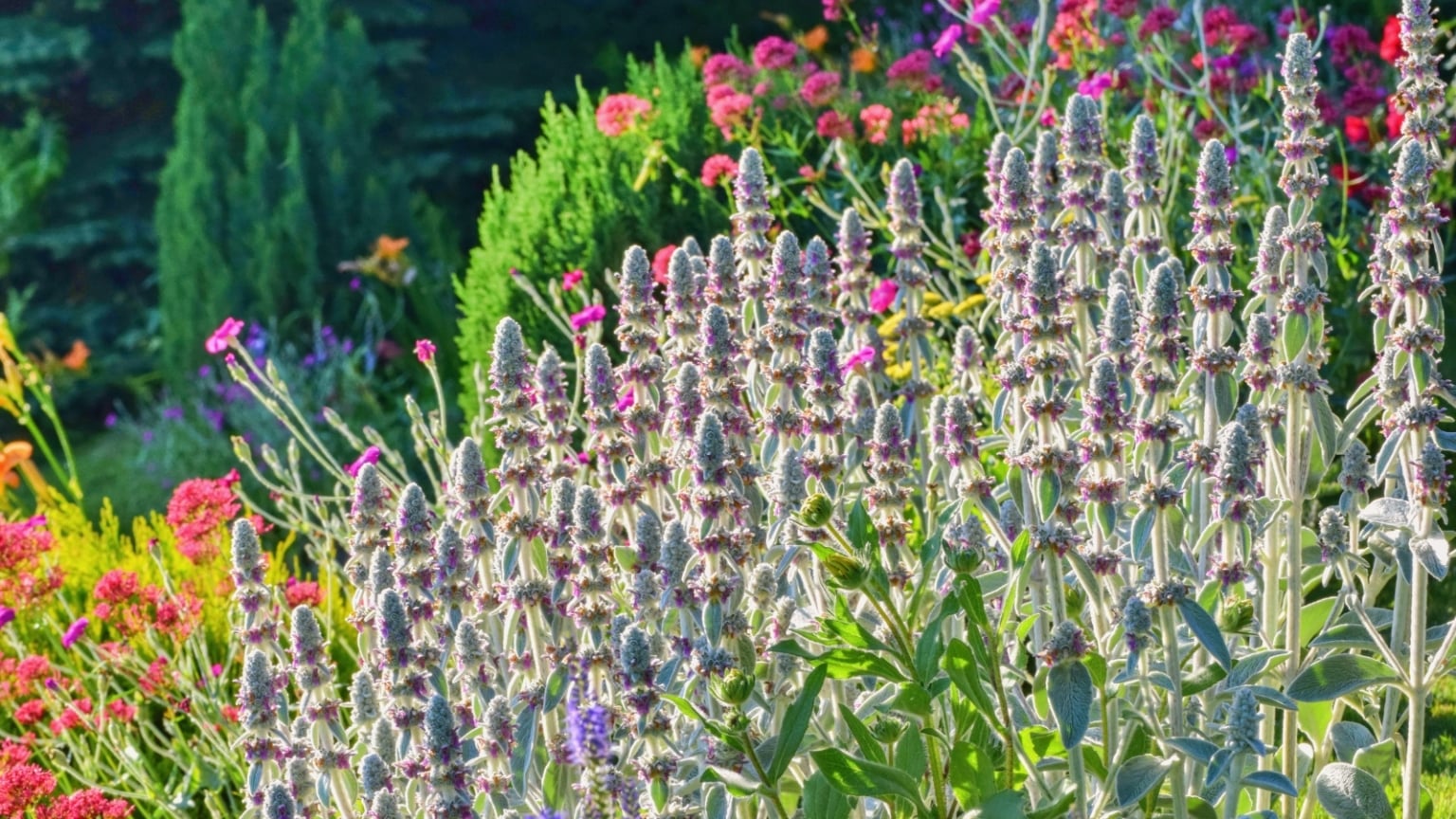 How to Plant, Grow, and Care For Lamb’s Ear Plants