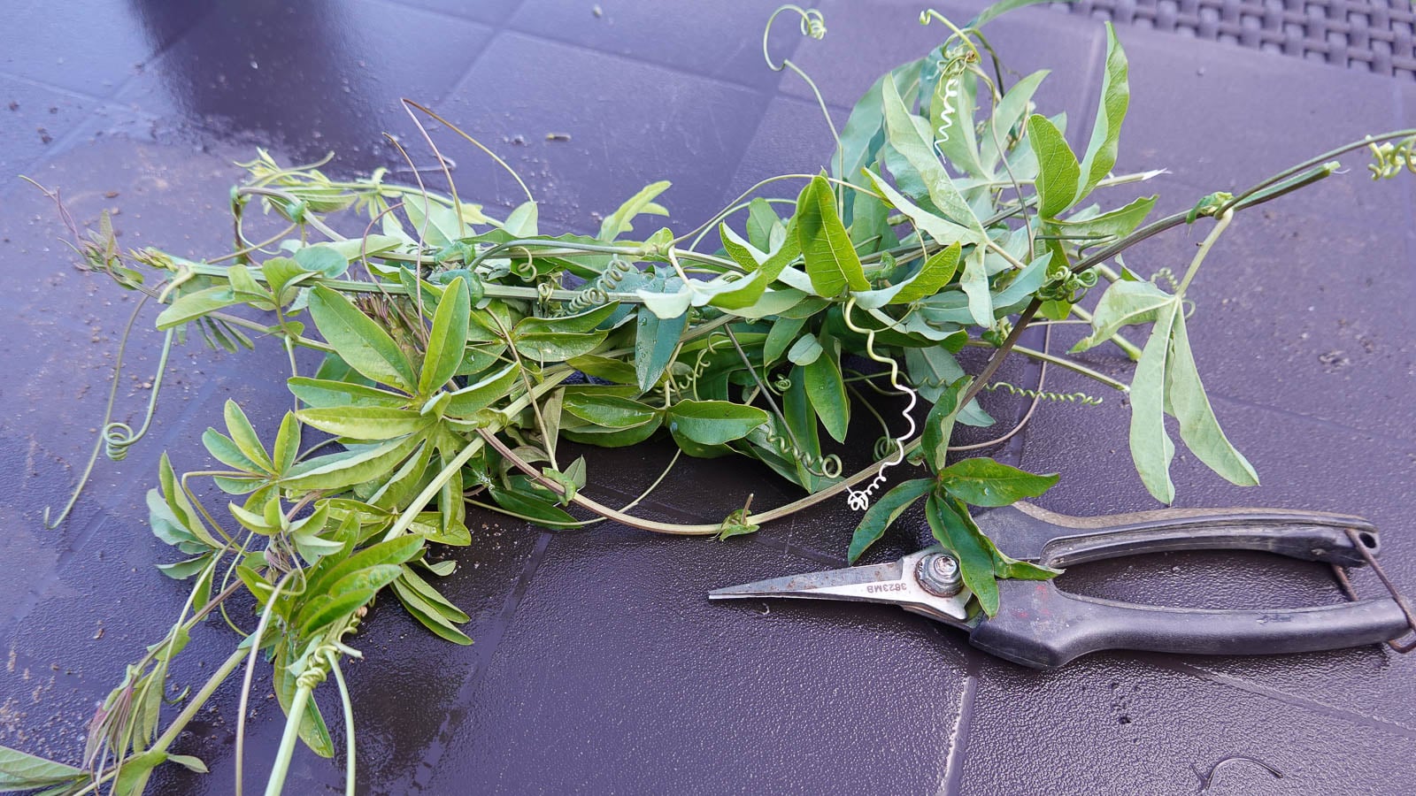 Passiflora vines and snips after pruning.