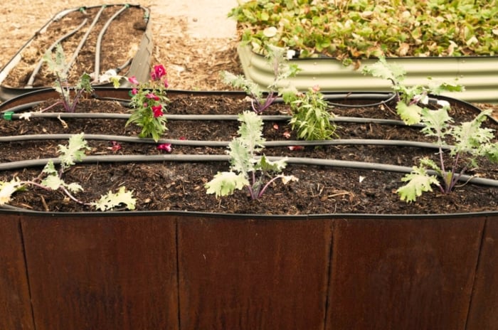 Close-up of a metal raised bed with growing young seedlings of kale and Snapdragon flowering plants with a drip irrigation system installed.