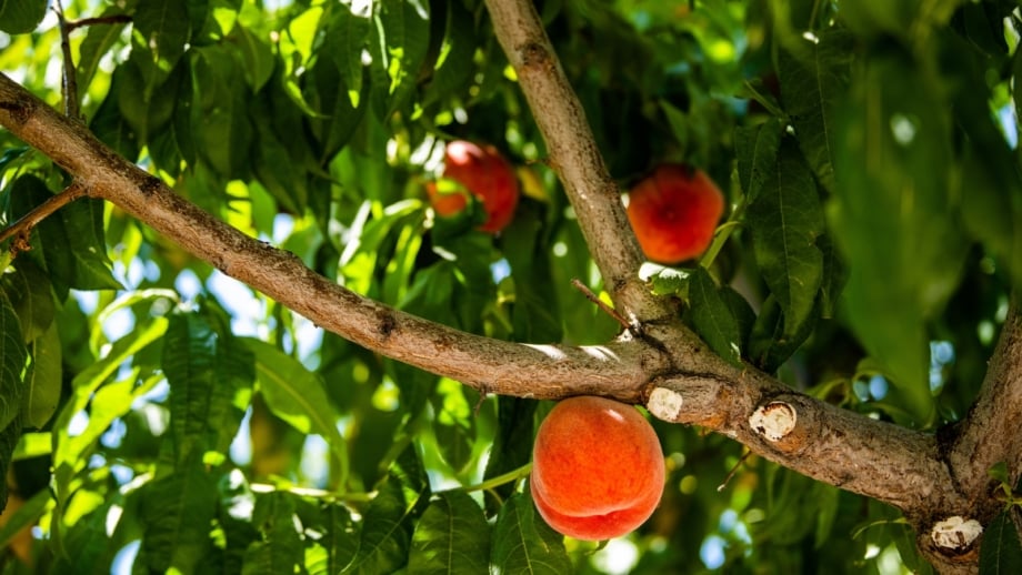Harvesting Peaches: When and How to Pick Peaches