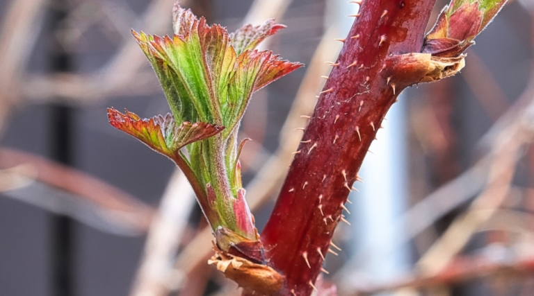 How to Prune Blackberries: 10 Pro Tips