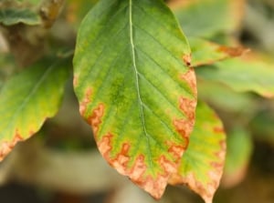 Close-up of oval green leaves affected by salt burn showing brownish-orange edges.