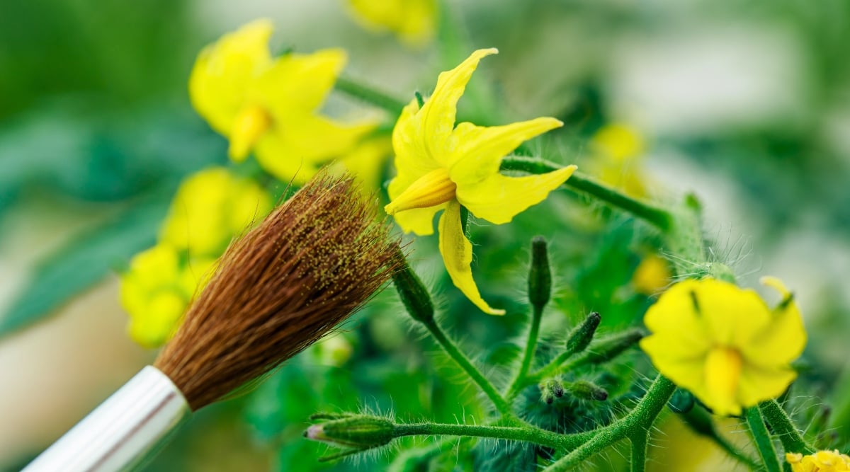 second hand-pollination method with the use of a paint brush