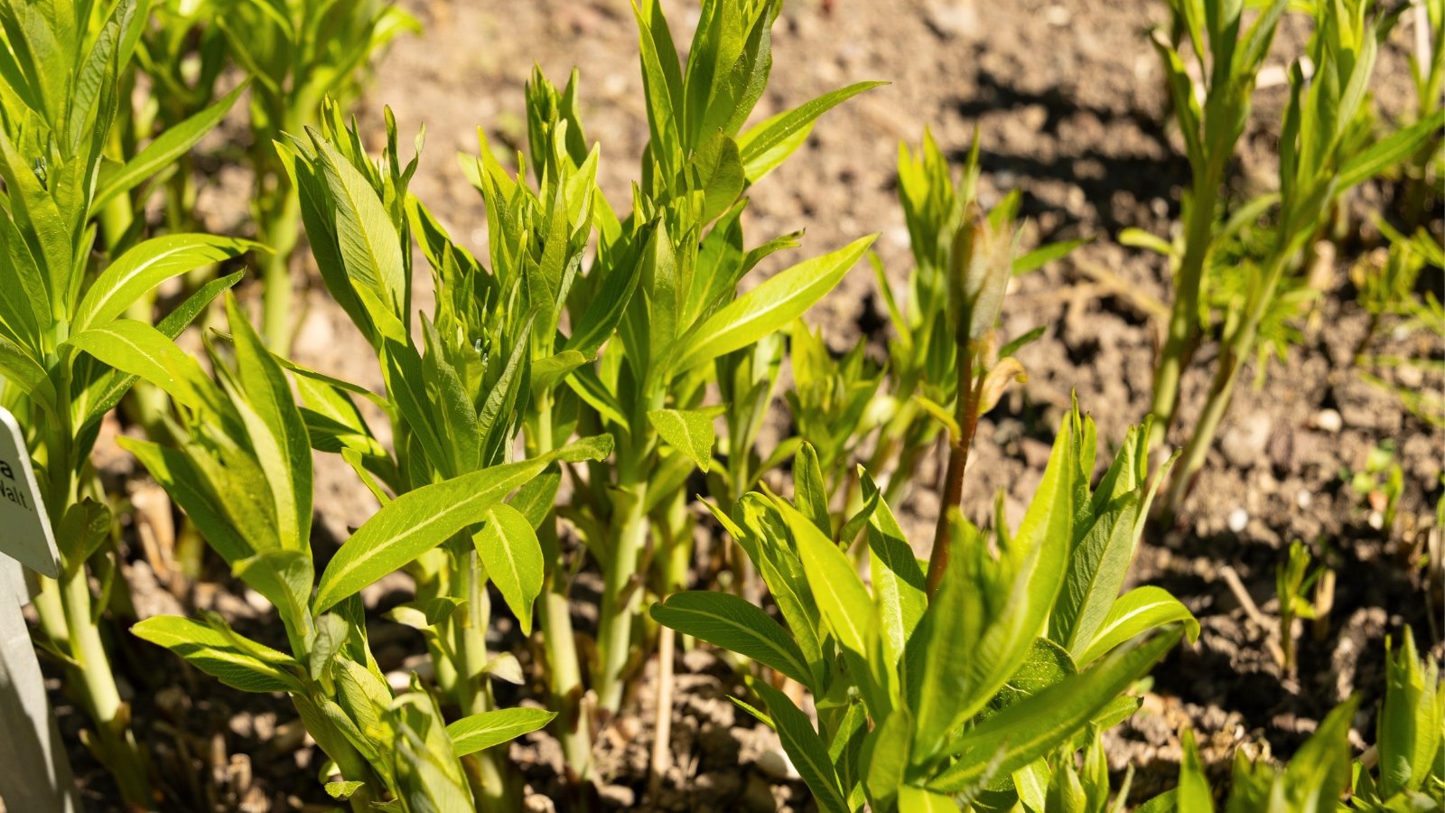These seedlings have slender stems with small, lance-shaped leaves in a vibrant green, forming a compact and tidy cluster.