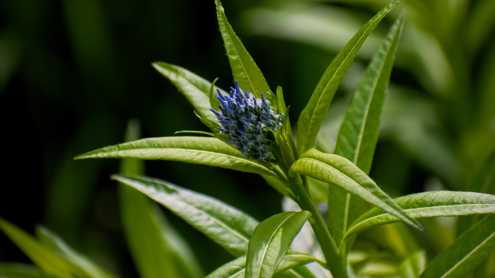 The plant features slender stems with clusters of tightly closed, blue-purple buds, poised to open into star-shaped flowers, surrounded by narrow, dark green leaves.