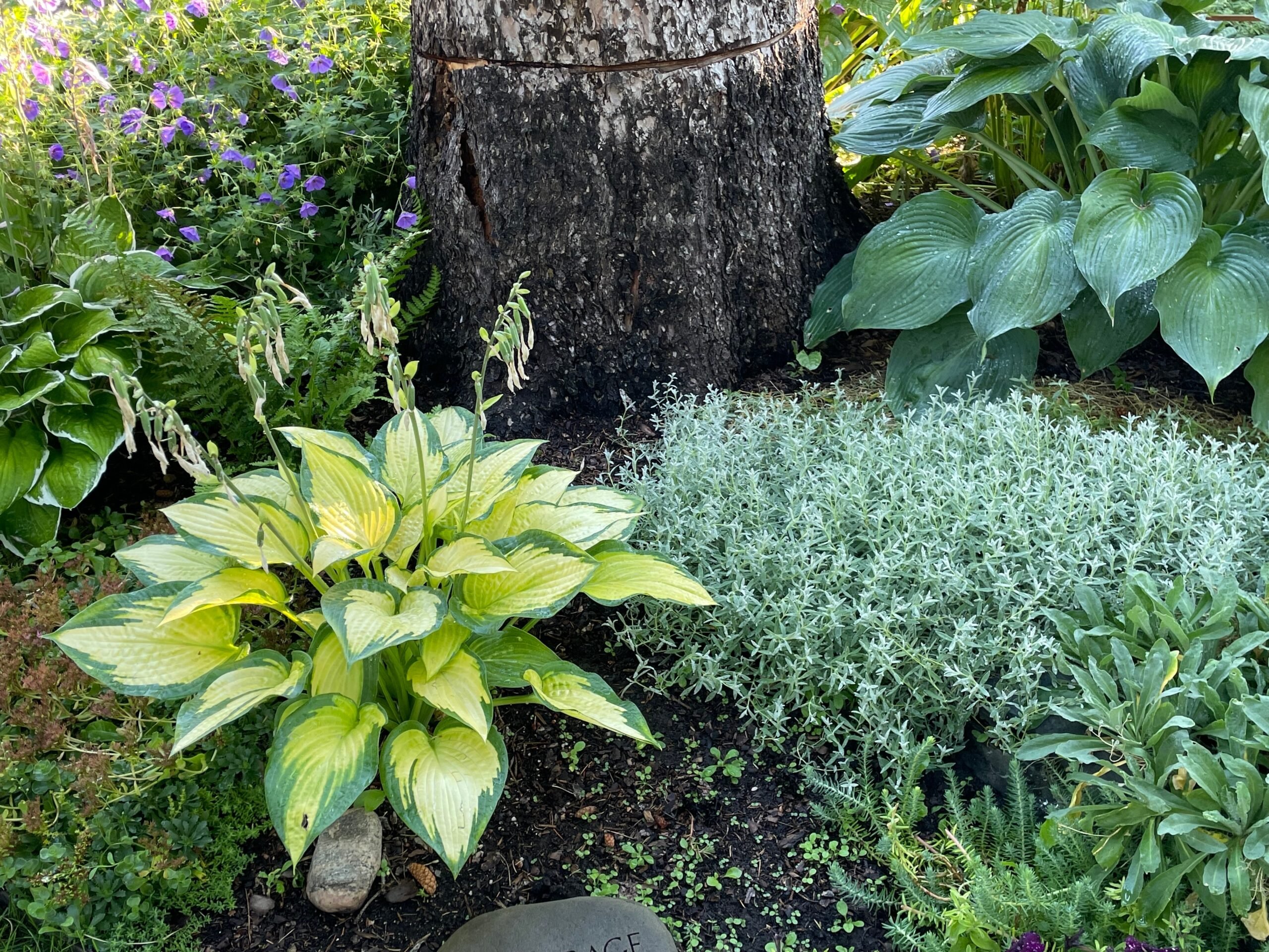 Amsonia and hosta companion planting in ornamental bed