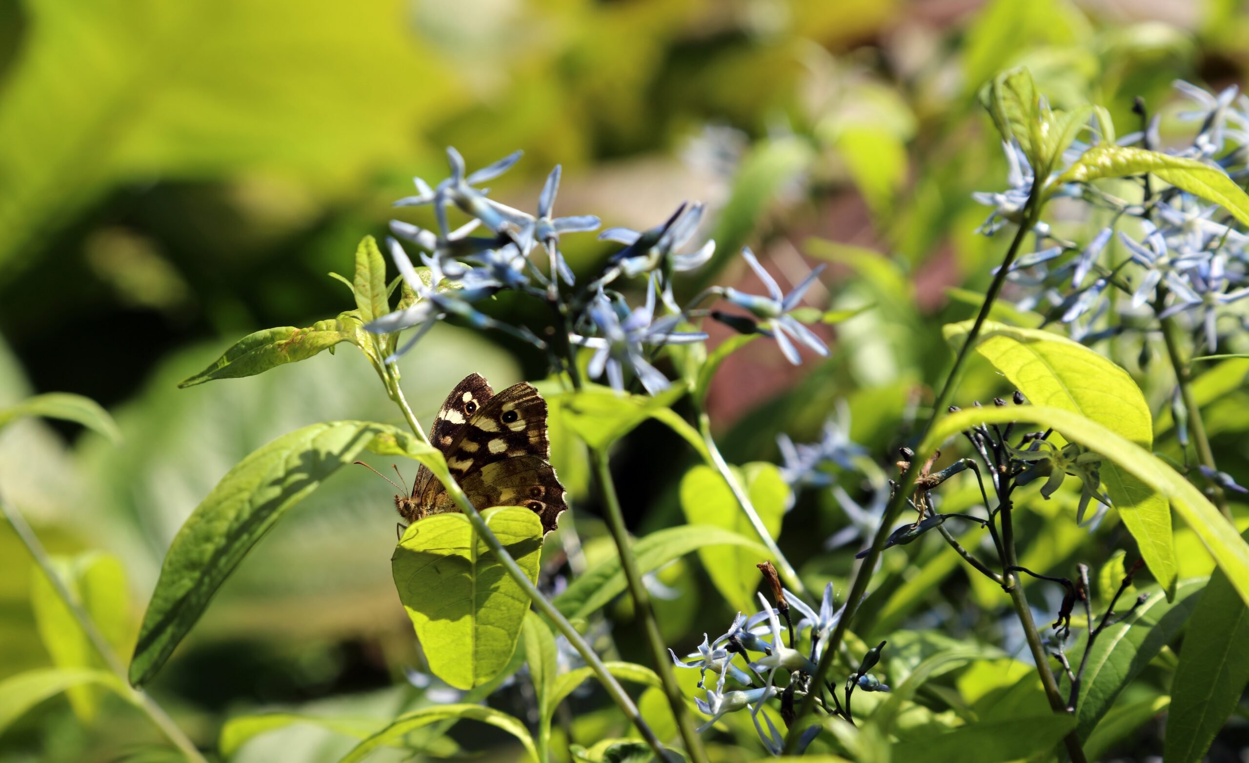 Butterfly on amsonia flower