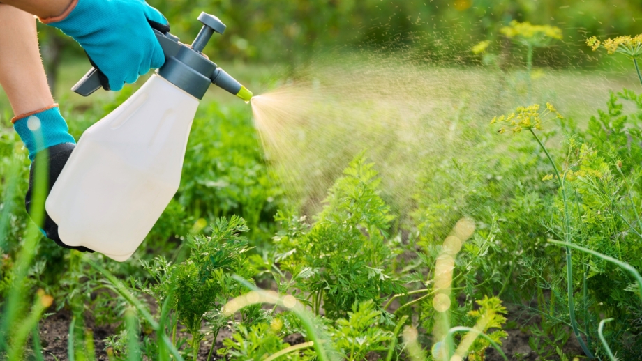 Pyrethrin Pros and Cons: How to Use it Safely