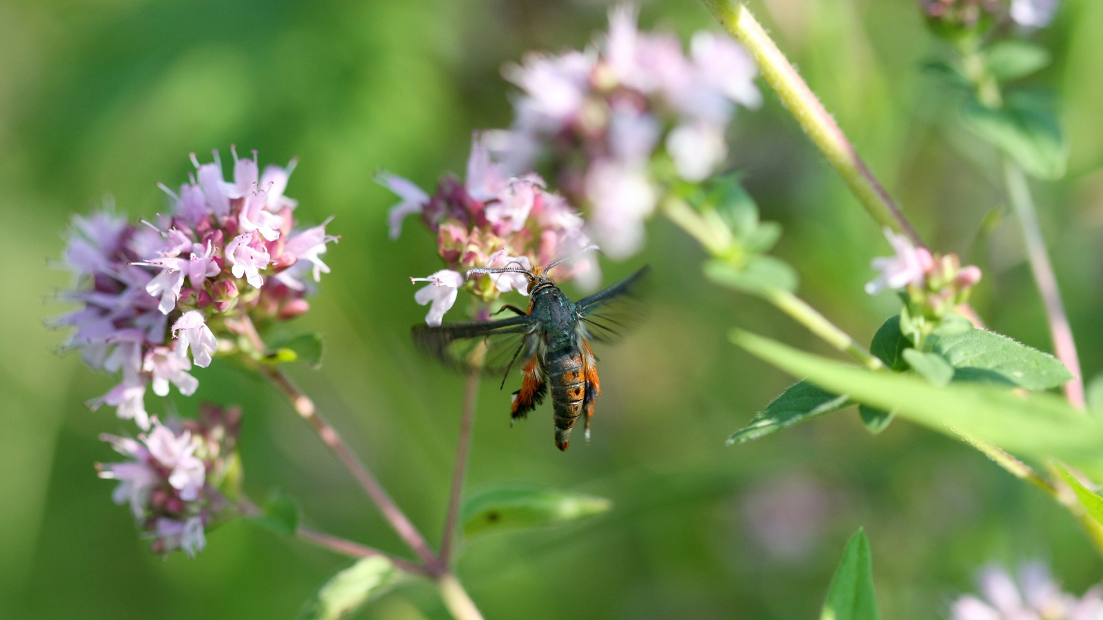 close up of an orange moth flying towards dainty, pink flowers.