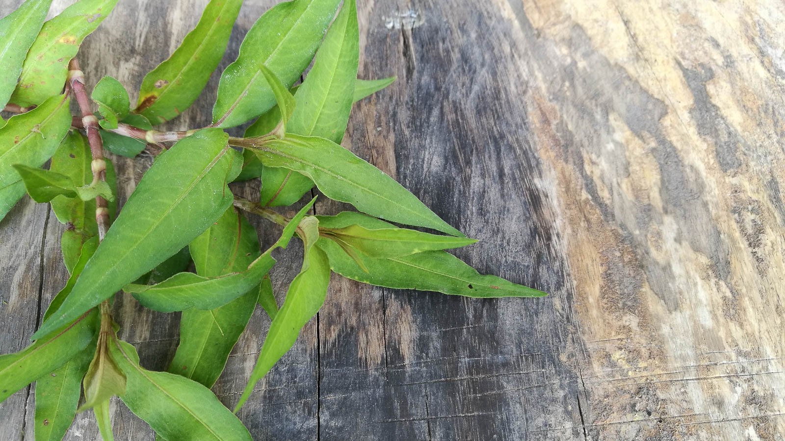 Vietnamese coriander stems and green leaves on wooden table outdoors.