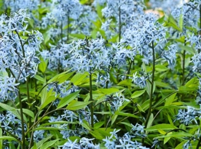 The 'Storm Cloud' Amsonia features clusters of star-shaped, bright blue flowers atop sturdy stems with narrow, dark green leaves.