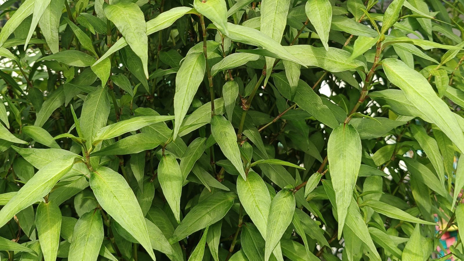 Mature Vietnamese coriander plant in a herb garden.