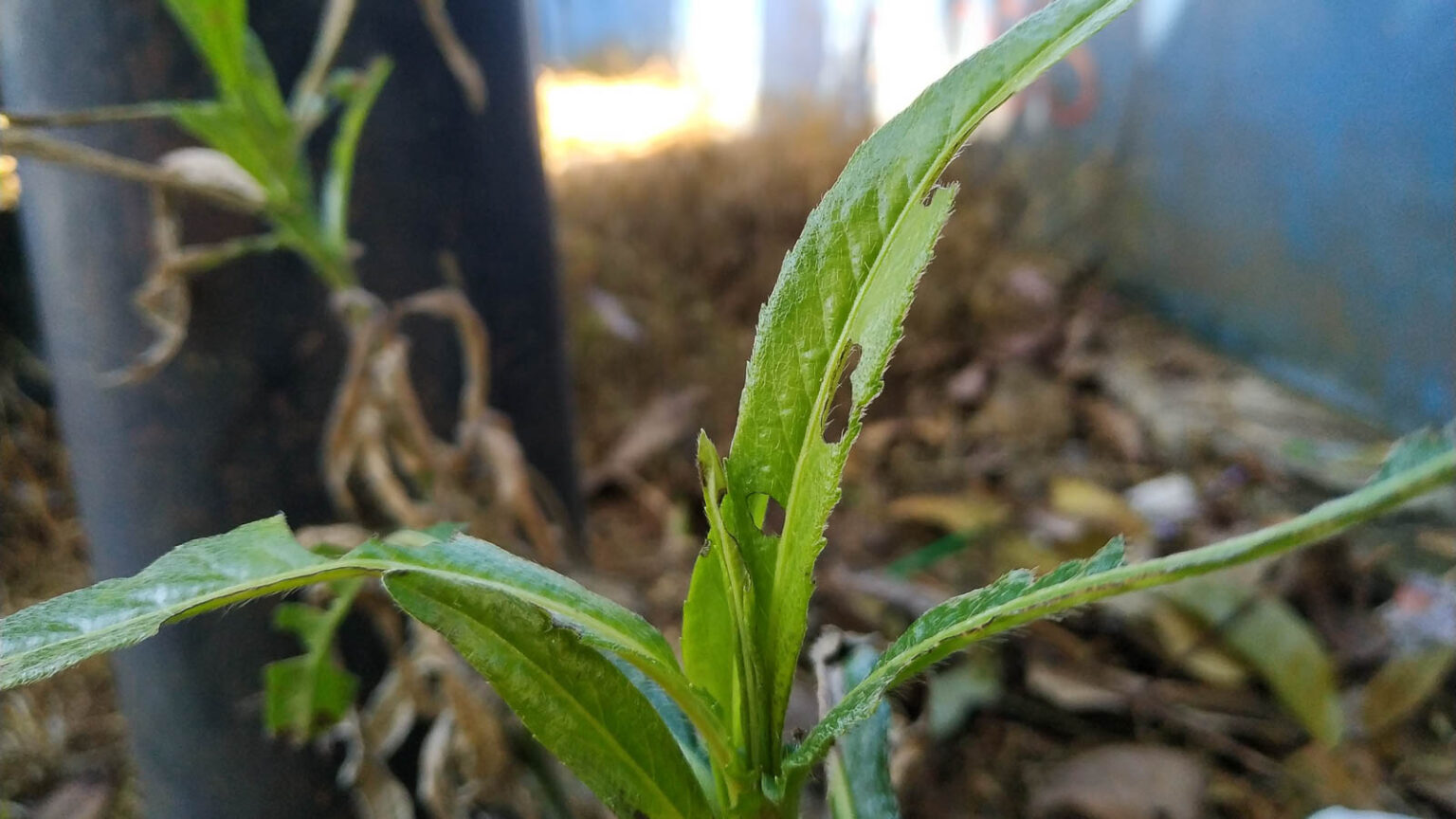 How to Plant, Grow, and Care For Tarragon