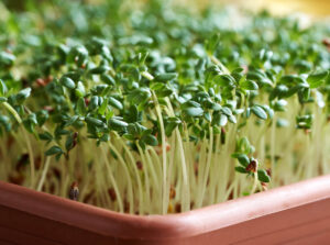 A lovely tray of microgreen seeds appearing to have sprouted with light green sprouts with deep green leaves that look waxy and rounded