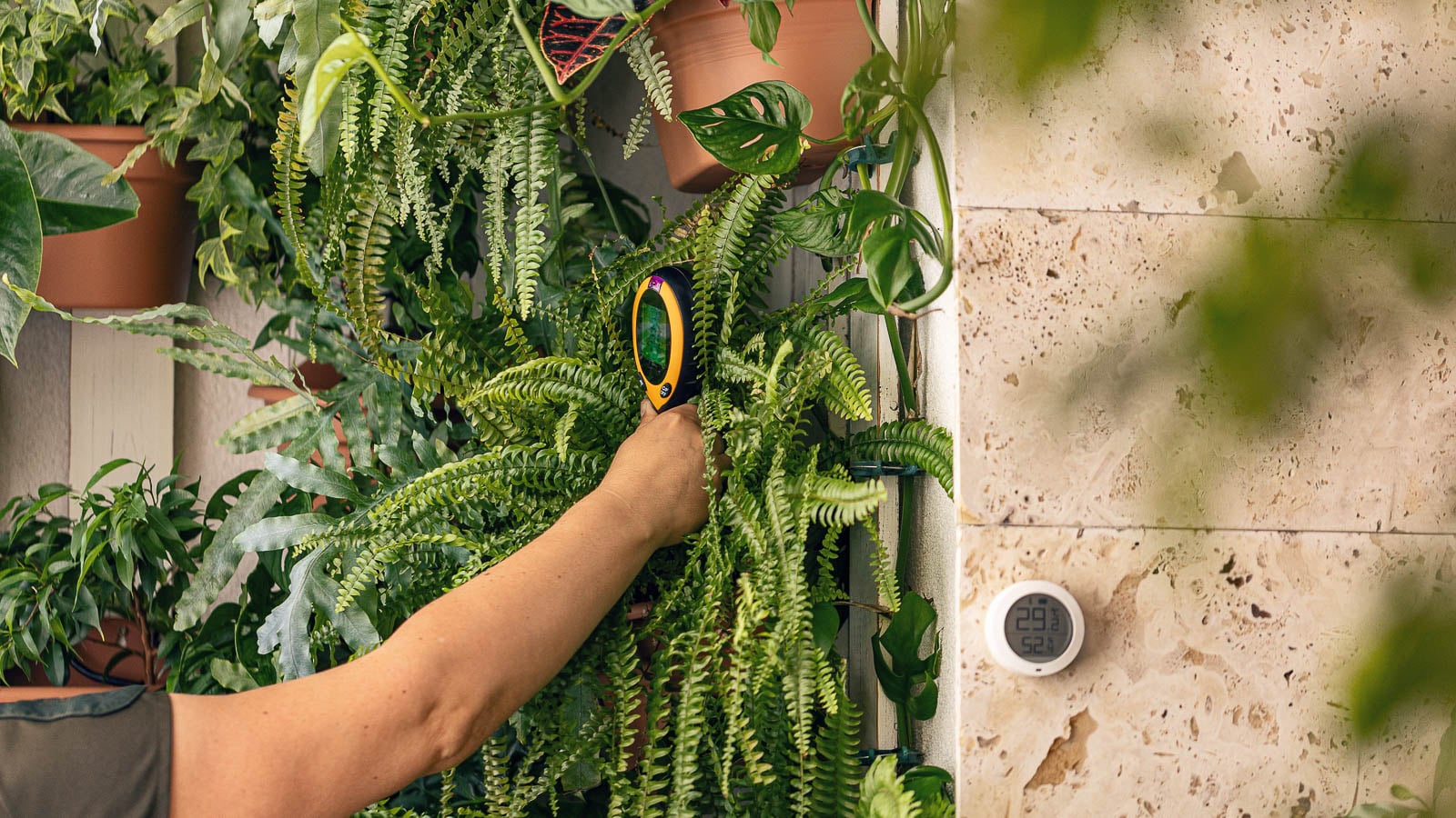 Hand using soil moisture meter to measure moisture levels of potted fern. 