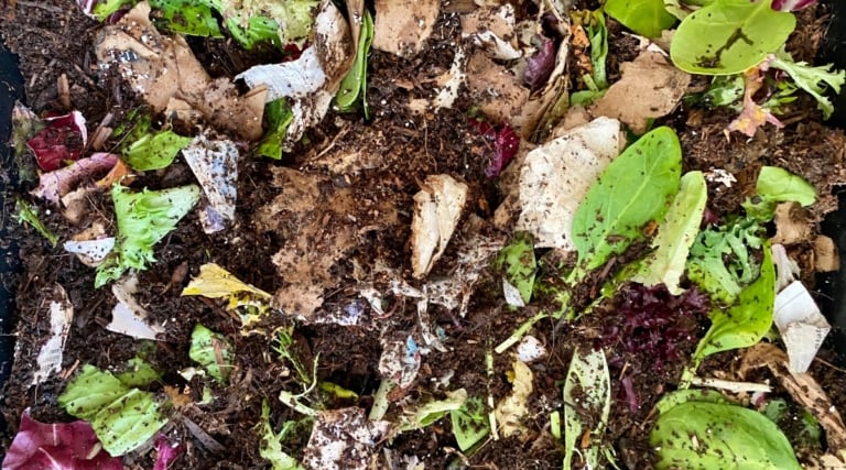 Compost Basics: How to Balance Greens and Browns