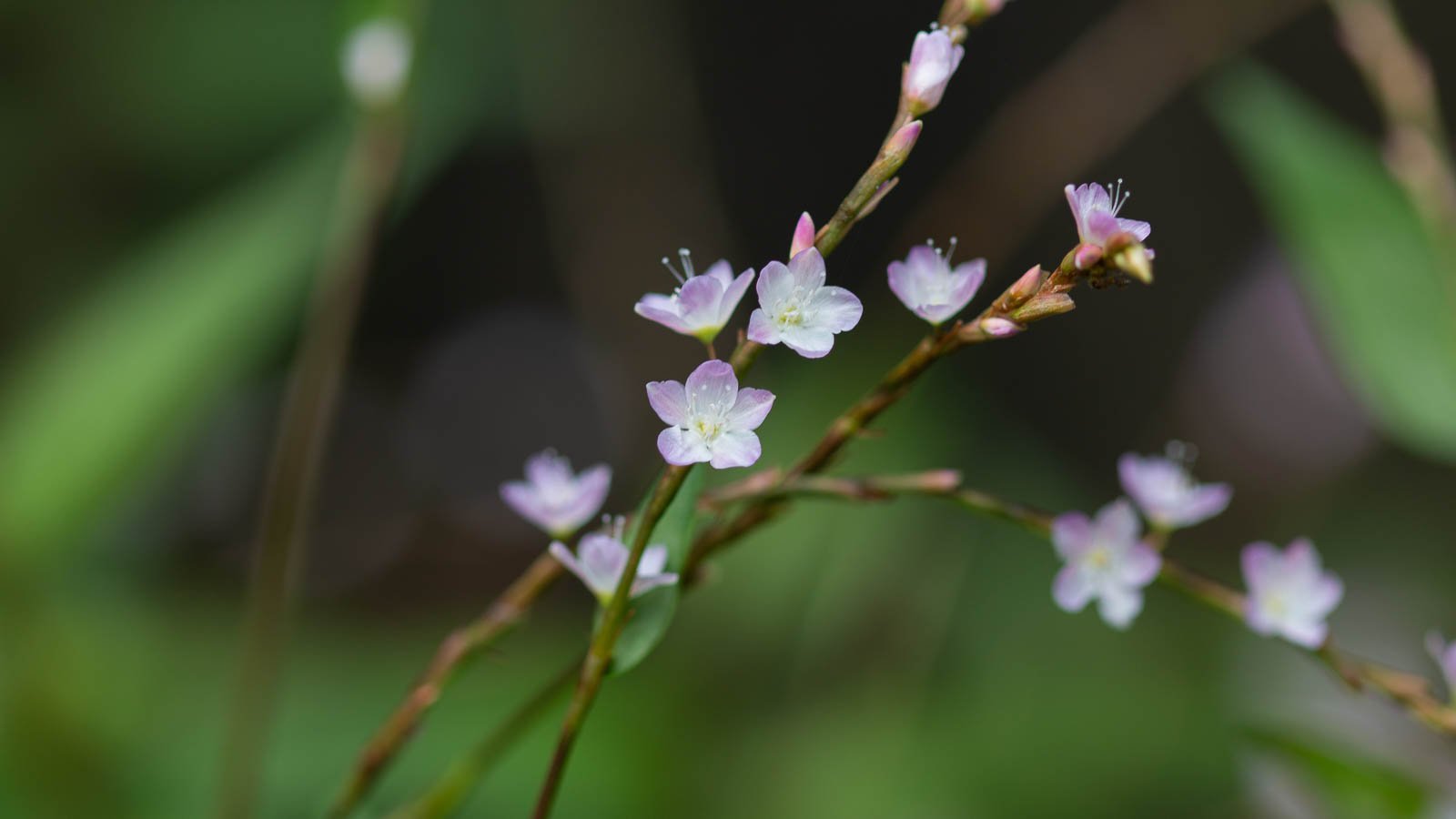 Small purple herb flowers on long stalks with blurred background.
