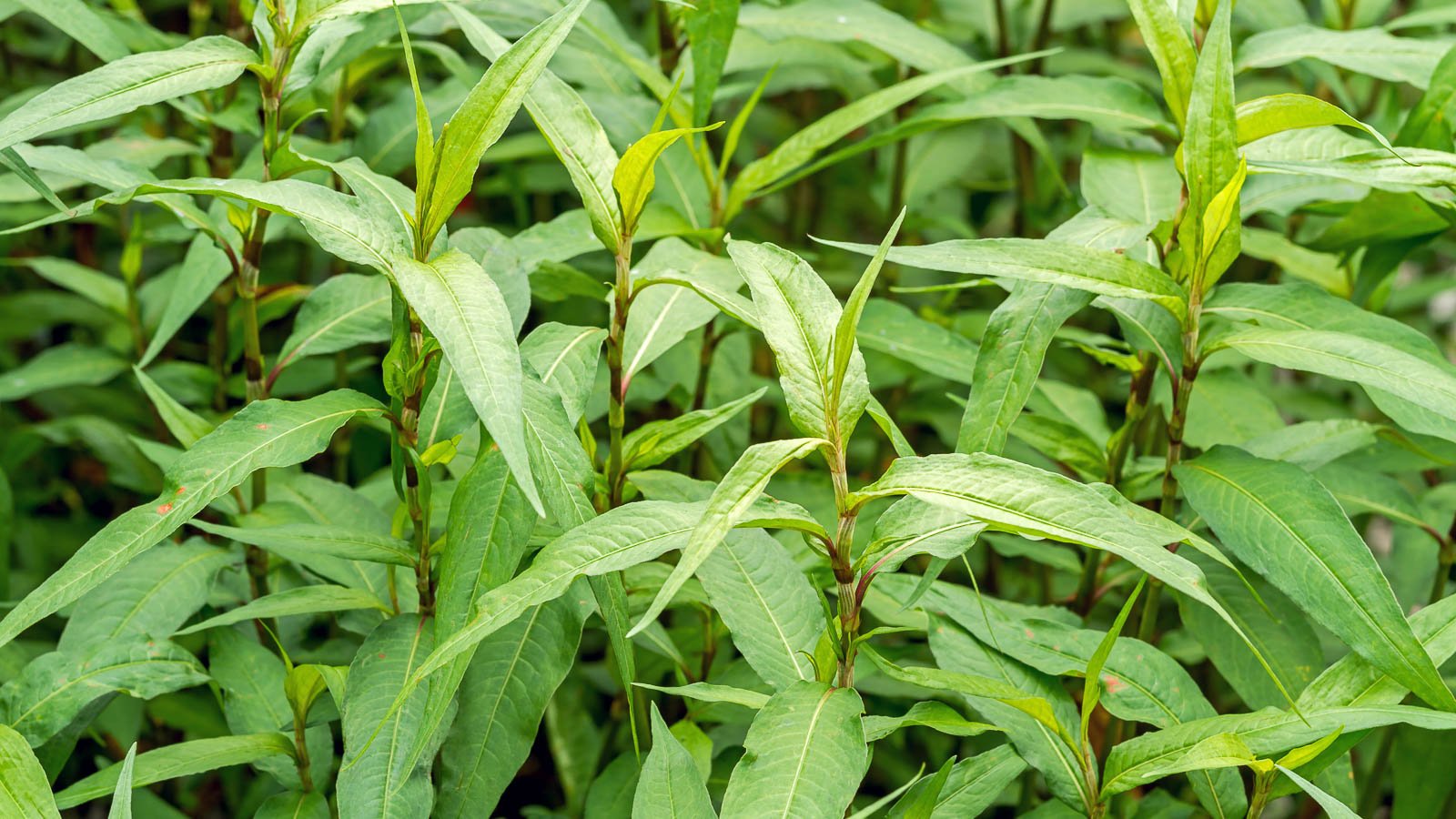 Vietnamese coriander plant in the herb garden.