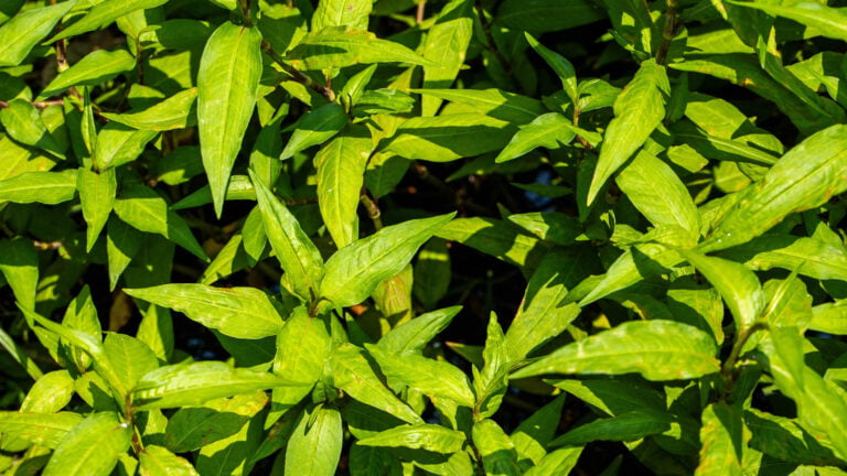 Vietnamese Coriander Plants