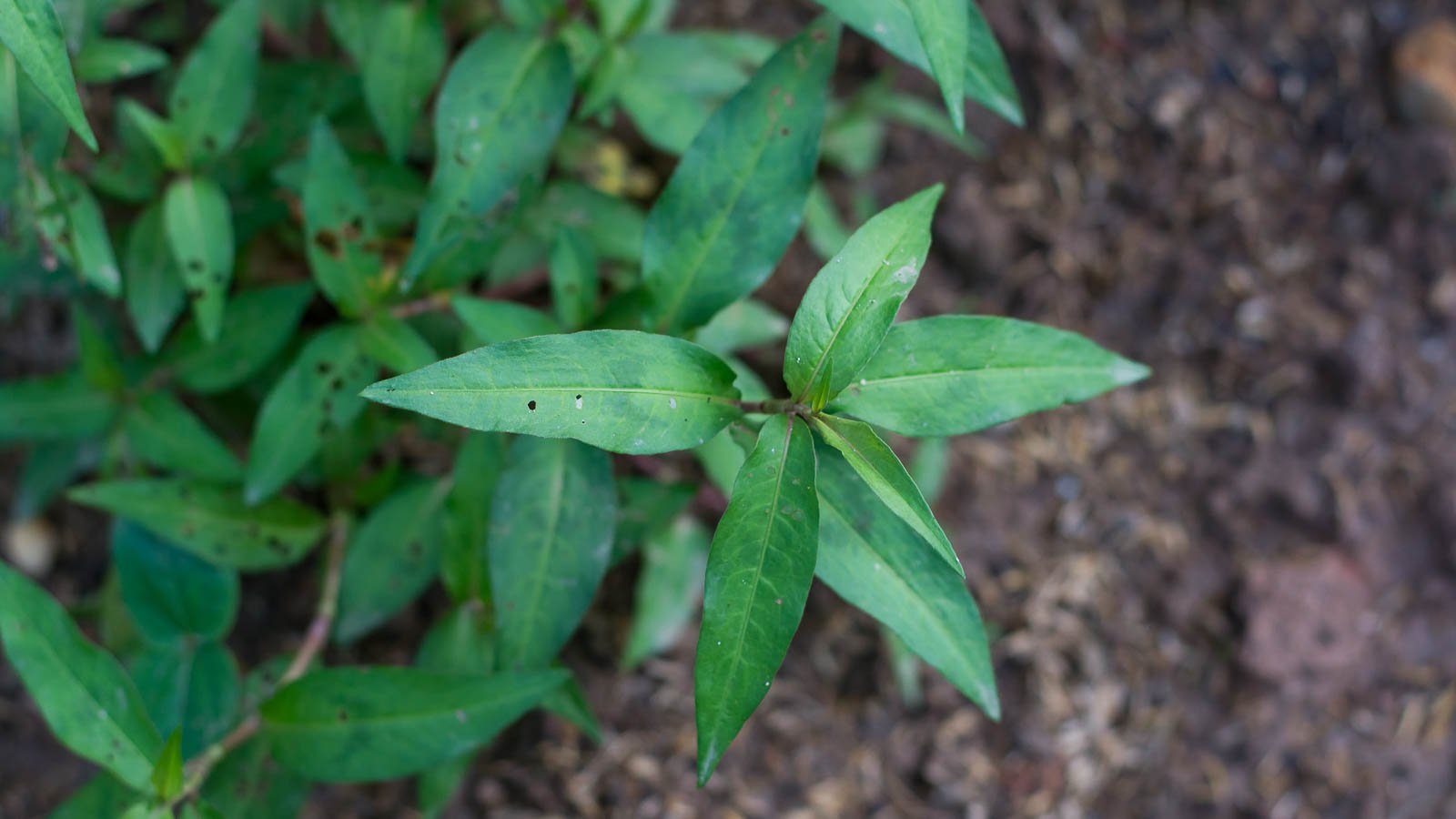 Close up of Vietnamese coriander leaves with holes in the garden.