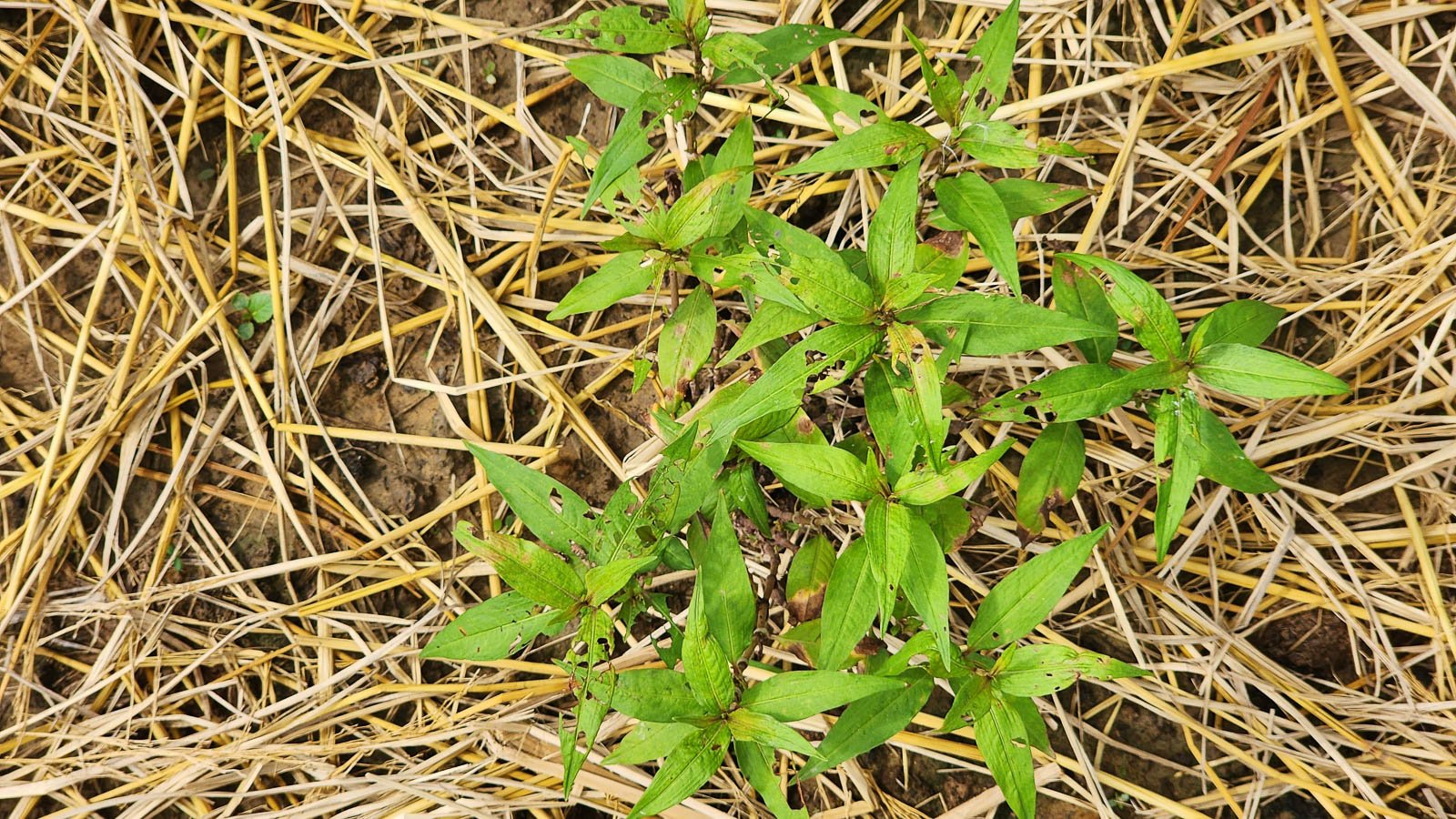 Overhead image of Vietnamese coriander planted in soil covered with straw mulch.