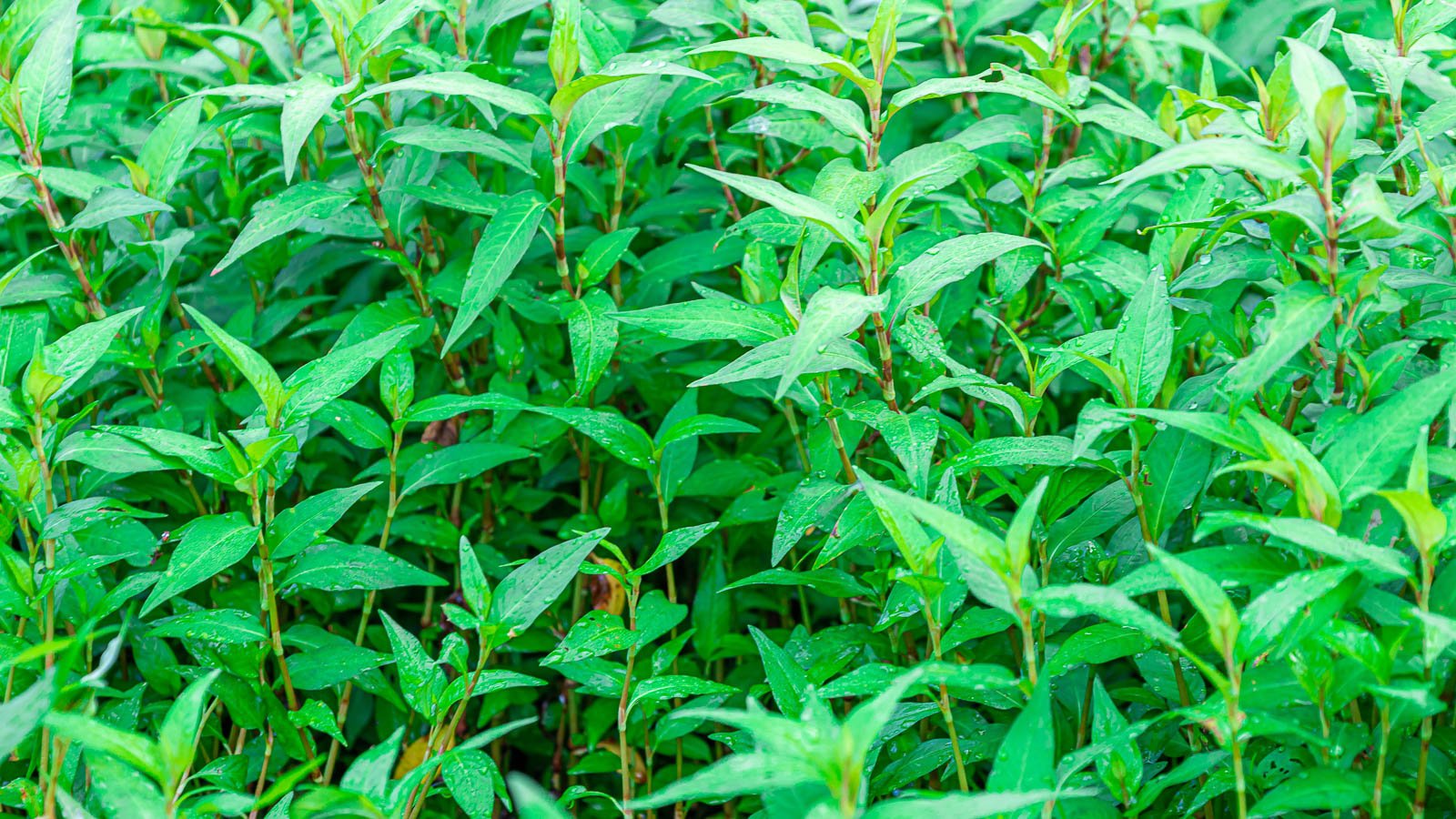 Tall Vietnamese coriander plants with water droplets on the leaves after watering.