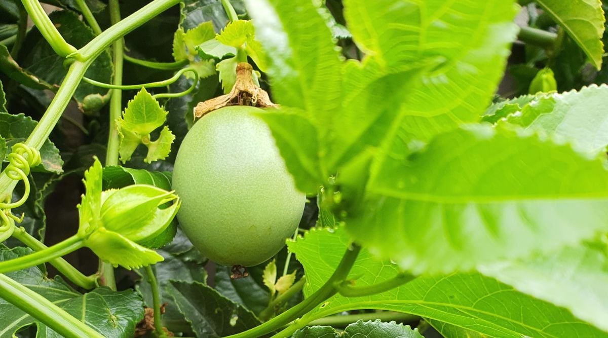 ‘Nellie Kelly’ plant growing light green produce covered with wide serrated leaves with vines scattered around along with spiral shaped stems