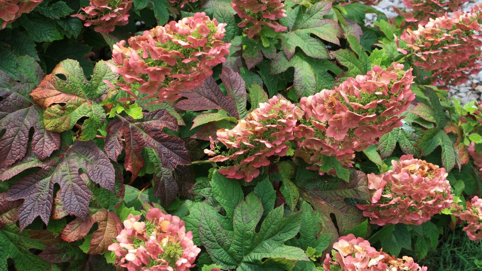 With a tidy habit, it produces striking white blooms that transition to a deep ruby red.