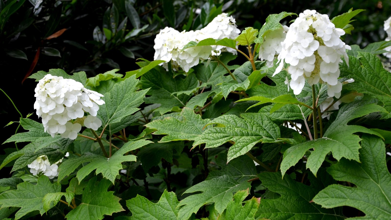 Featuring dense, bright green foliage, it showcases abundant, creamy white flower panicles.