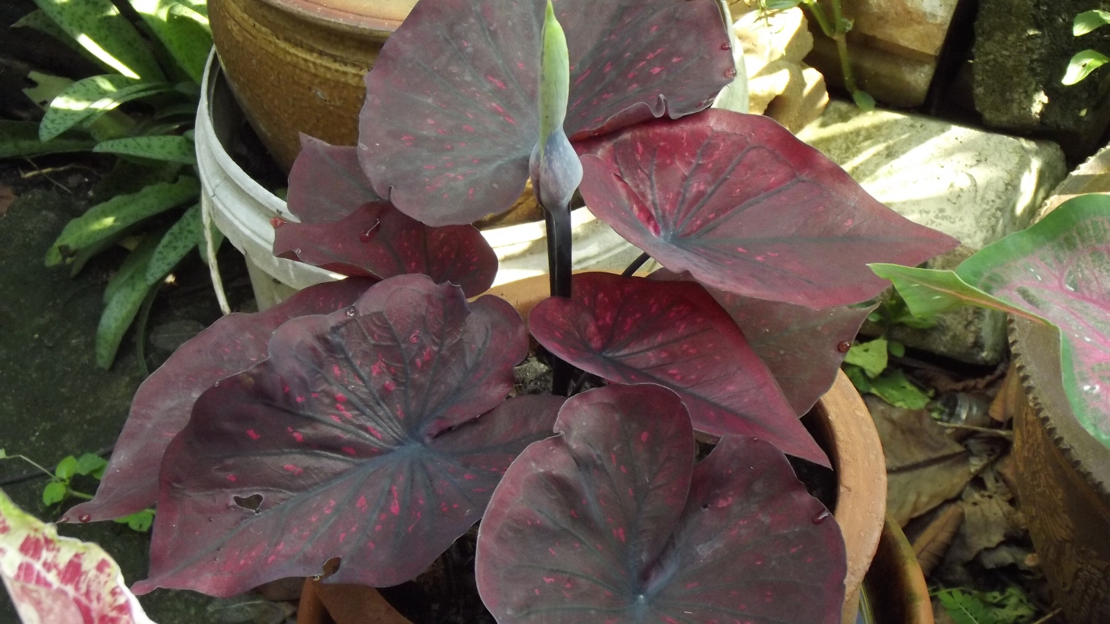 25 Beautiful Caladium Varieties for Your Indoor or Shade Garden