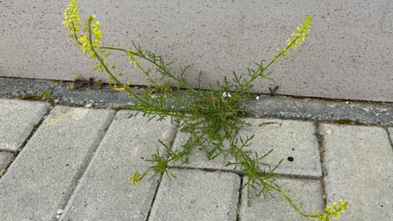 How to Plant, Grow, and Care for Weld: A Natural Yellow Dye Plant