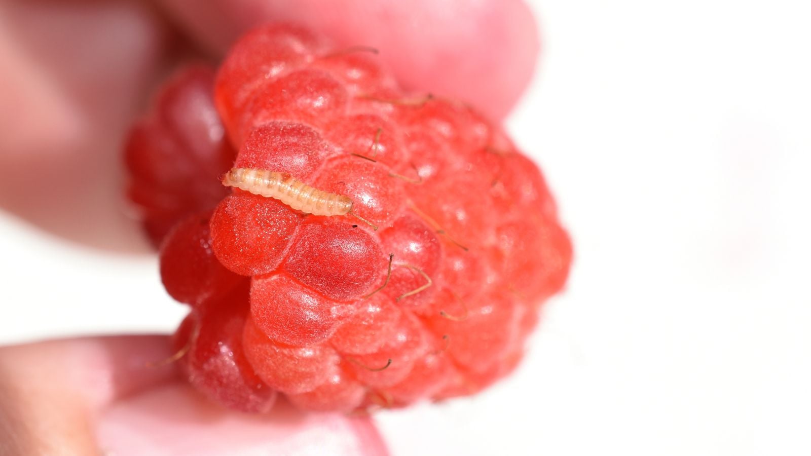 A small larva crawling on a bright and vibrant, red crop with hair-like tendrils, held by someone between their fingertips