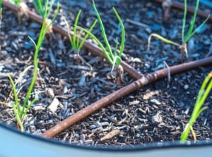 A round metal container hosting tender green shoots emerging from fertile soil, set against a background of wood chips.