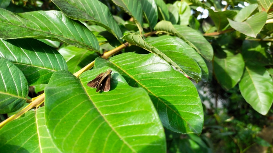 How to Plant, Grow, and Care For ‘Thai White’ Guava Trees