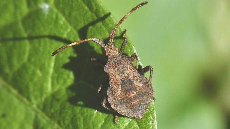 How to Control and Prevent Squash Bugs