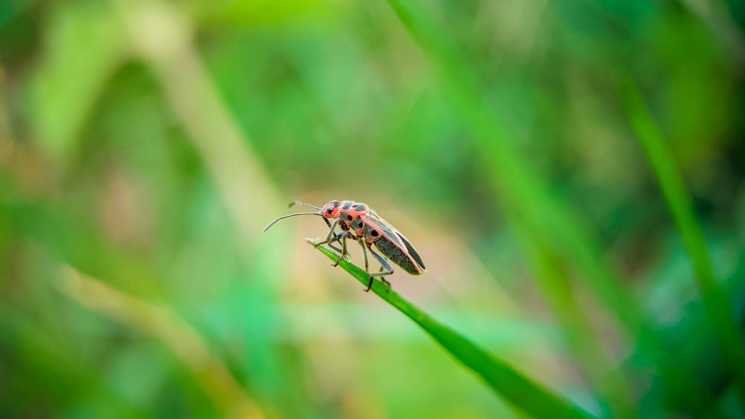 Chamched Insect How to Identify and Control Chinch Bugs
