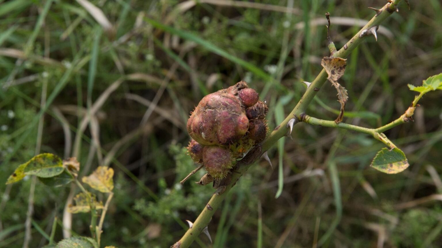 How to Identify, Control, and Prevent Crown Gall