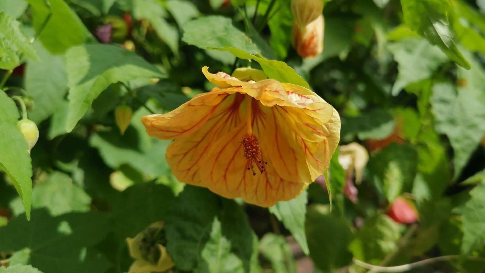 How to Plant, Grow, and Care for Flowering Maple Shrubs