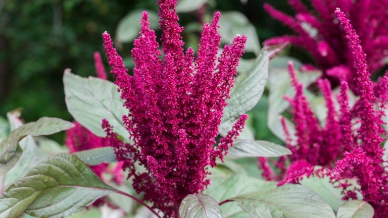 23 Easy Beginner Flowers You Can Still Plant This Year