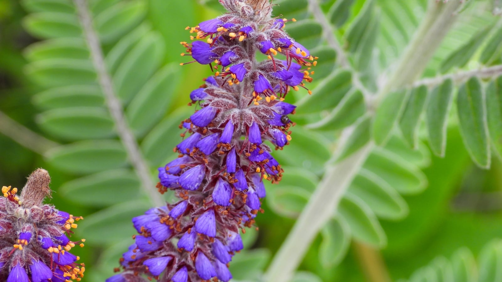 This plant has slender spikes of small, purple flowers and narrow, gray-green leaves that have a soft, fuzzy texture.