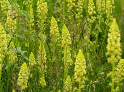 An area looking freen with healthy weld dye plants, appearing vivid green with bright yellow flowers, looking healthy