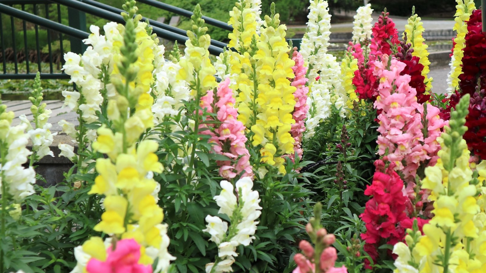 An image showcasing a colorful array of snapdragon flowers, with a mix of red, pink, yellow, and white blossoms, each with distinctive, tubular petals that form a dragon-like shape.