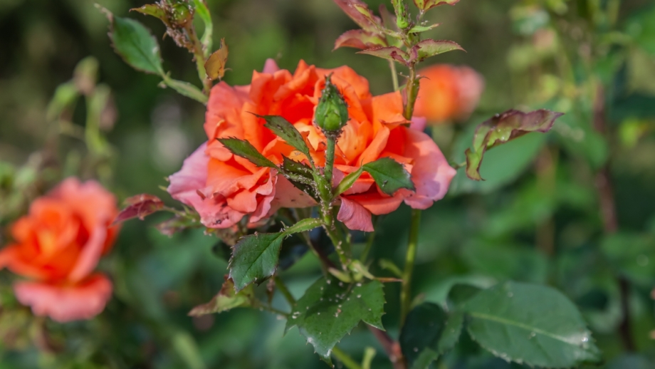 How to Plant, Grow, and Care for 'At Last®' Roses