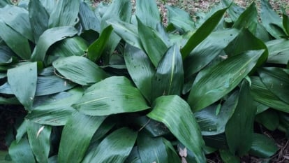 It has broad, glossy, dark green leaves that arch gracefully and create a dense, leafy clump.