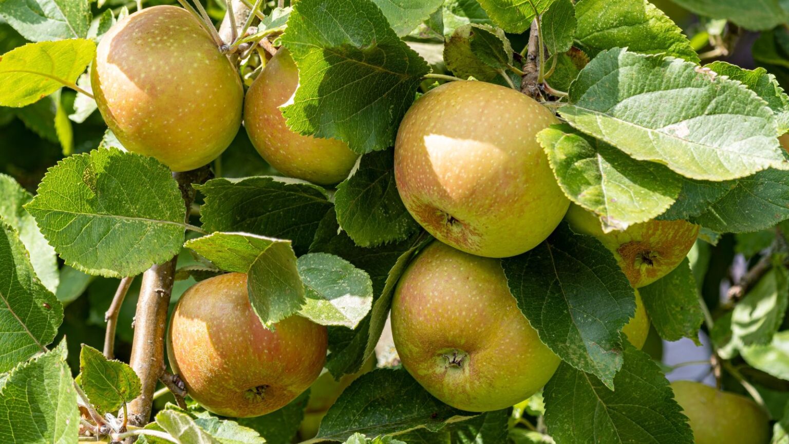 75 Heirloom Apples You’ve Probably Never Heard Of - Epic Gardening