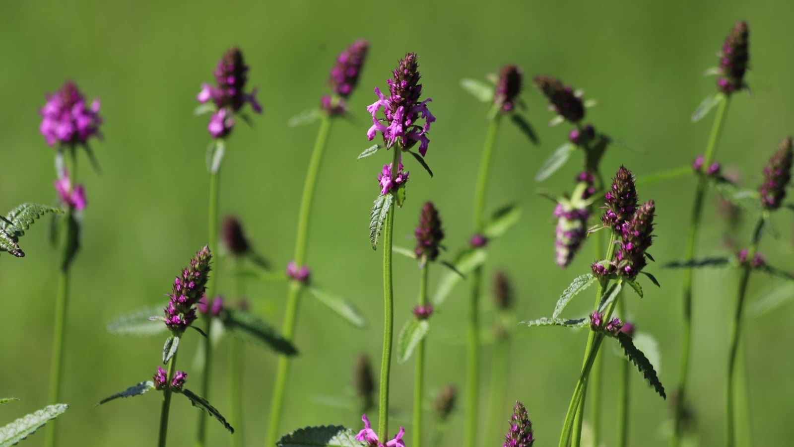 A perennial plant with spikes of purple tubular flowers, accompanied by lance-shaped, serrated green leaves.